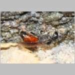 Sphecodes crassus - Blutbiene w005b 4mm - OS-Terasse det.jpg